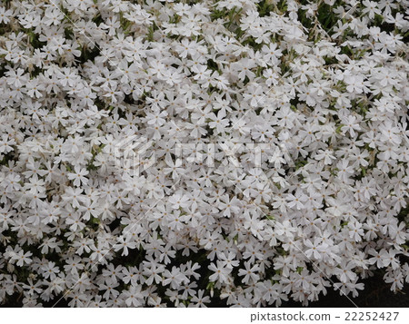 Moss phlox  22252427