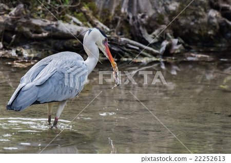 Blue black heron portrait while hunting 22252613