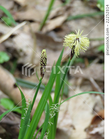 Sapporo's garden flowers 22252814