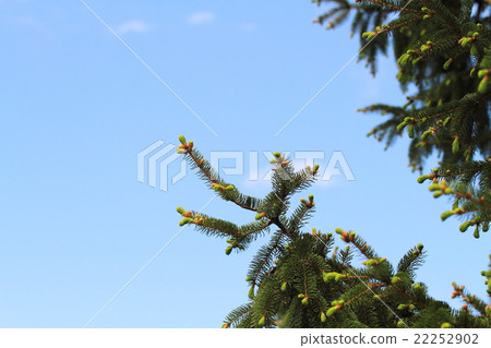 德國雲杉新芽 德國雲杉新芽 22252902