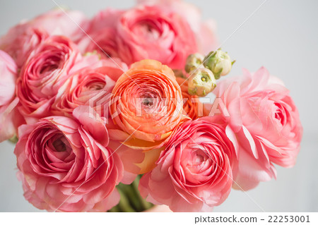bunch of pale pink ranunculus persian buttercup 22253001