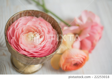 bunch of pale pink ranunculus persian buttercup bunch of pale pink ranunculus persian buttercup 22253018