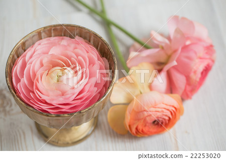 bunch of pale pink ranunculus persian buttercup bunch of pale pink ranunculus persian buttercup 22253020