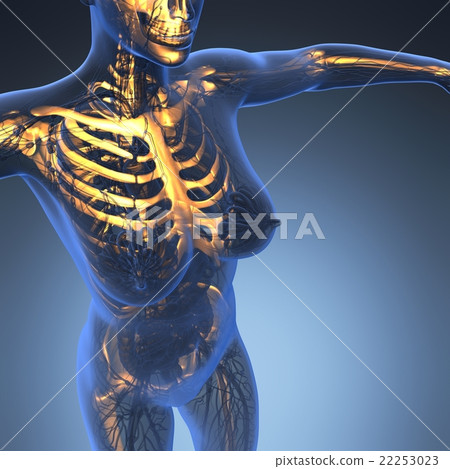 human body in x-ray with glow skeleton bones human body in x-ray with glow skeleton bones 22253023