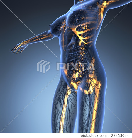 human body in x-ray with glow skeleton bones human body in x-ray with glow skeleton bones 22253024