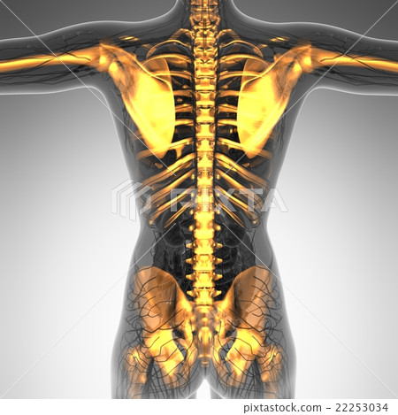human body in x-ray with glow skeleton bones human body in x-ray with glow skeleton bones 22253034