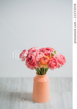 bunch of pale pink ranunculus persian buttercup 22253036