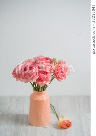 bunch of pale pink ranunculus persian buttercup bunch of pale pink ranunculus persian buttercup 22253043