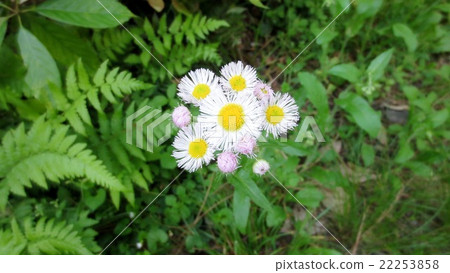 白色的野花 白色的野花 22253858