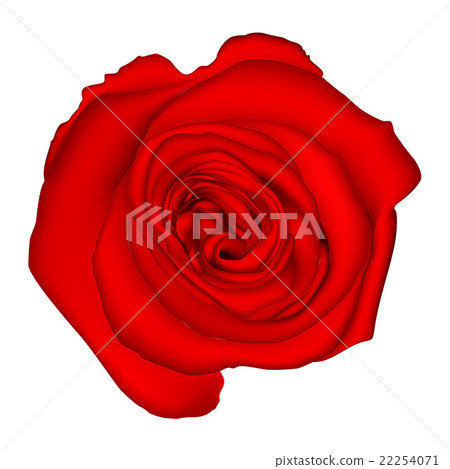 Red rose . EPS 10 - Stock Illustration [22254071] - PIXTA