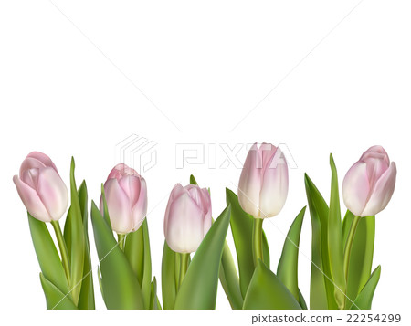 Tulips isolated on white. EPS 10 Tulips isolated on white. EPS 10 22254299