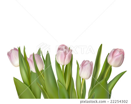 Tulips isolated on white. EPS 10 Tulips isolated on white. EPS 10 22254302