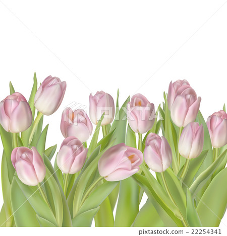 Tulips isolated on white. EPS 10 22254341