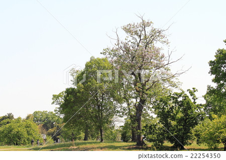 新鮮的綠色公園Kiri花 22254350