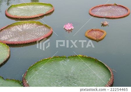 Victoria amazonica in pond 22254465