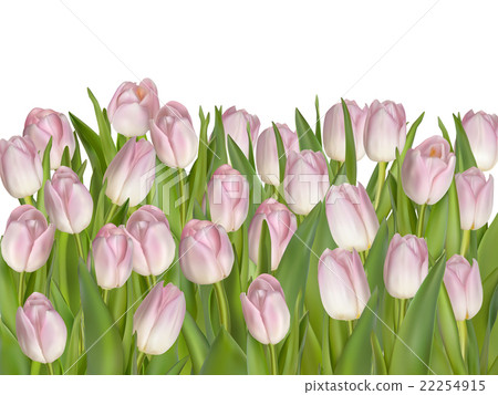 Tulip Flowers Isolated on White. EPS 10 22254915