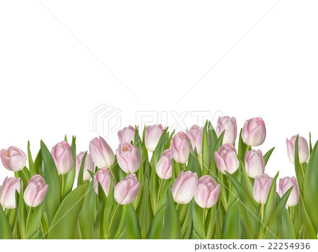 Pink tulips isolated on white. EPS 10 22254936