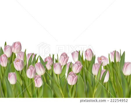 Pink tulips, white background. EPS 10 Pink tulips, white background. EPS 10 22254952