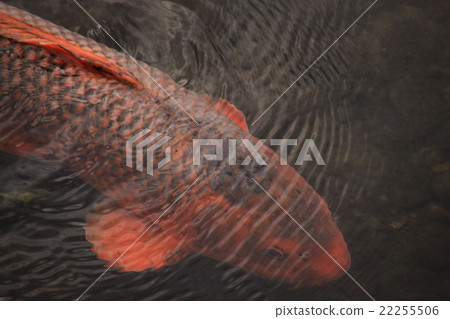 鯉魚,紅鯉魚,落合河 鯉魚,紅鯉魚,落合河 22255506