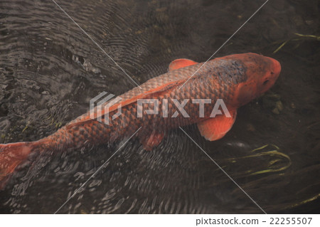 Carp, red carp, Ochiai river, Carp, red carp, Ochiai river, 22255507