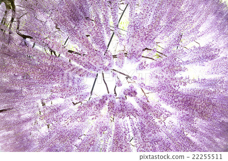 Wisteria flower looking up from below 22255511