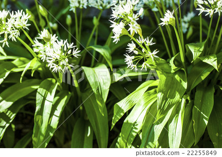 wild garlic with white blooms wild garlic with white blooms 22255849