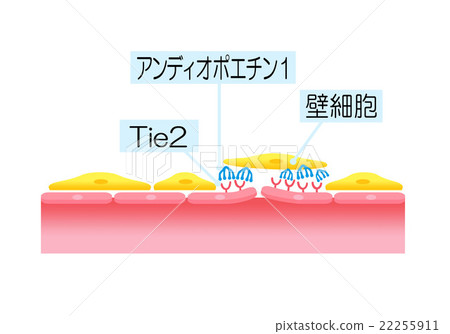 血管抗衰老血管生成素 Tie 2 壁细胞功能2 图库插图 22255911 Pixta