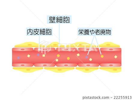 血管抗衰老年輕健康的血管 血管抗衰老年輕健康的血管 22255913