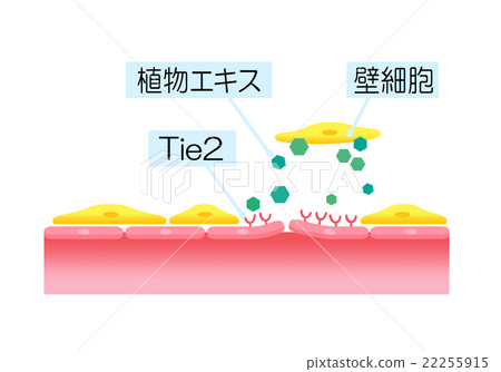 Anti-aging of blood vessels Botanical extract with a function similar to Angiopoietin Anti-aging of blood vessels Botanical extract with a function similar to Angiopoietin 22255915