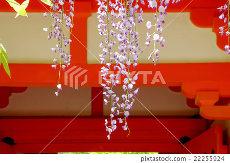 春日大社神社·沙丁紫藤 春日大社神社·沙丁紫藤 22255924