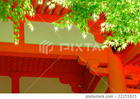 Kasuga Taisha · blue maple 22255925