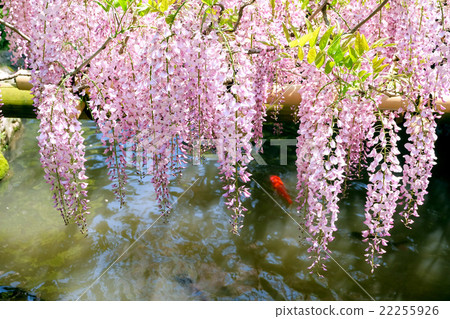 Wisteria of Kasuga Taisha Shrine 22255926