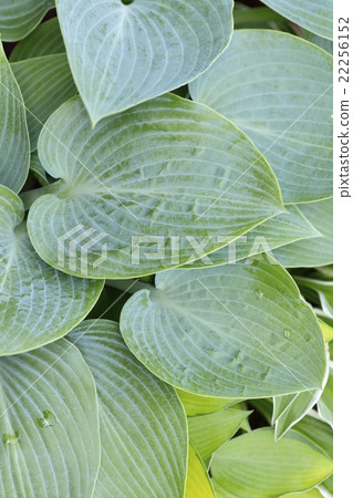 Giboshi (Halcyon) 22256152