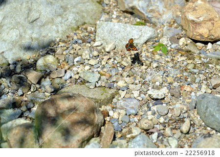 Flight of Saka Hachischu Butterfly 22256918