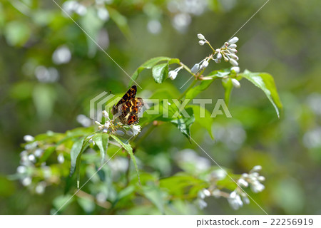Saka Hachibichonbetsu with Mizuba butsuki 22256919