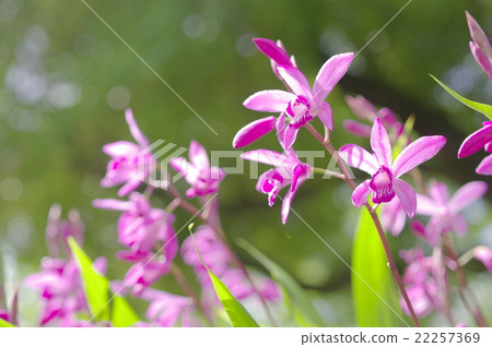 Purple orchid blooming inside a tree leak day 22257369