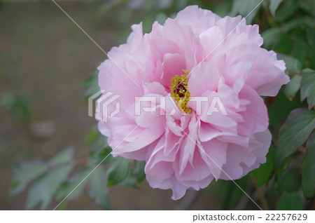 Light peachy peony flower 22257629