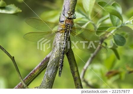 Female Hairy Hawker Dragonfly Female Hairy Hawker Dragonfly 22257977