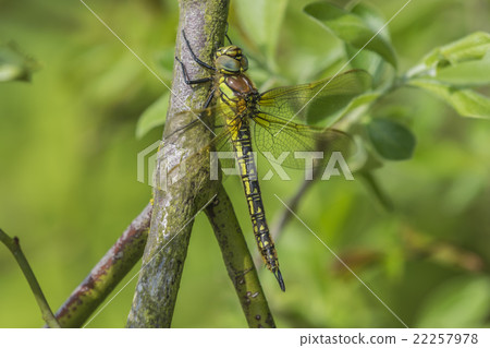 Female Hairy Dragonfly 22257978