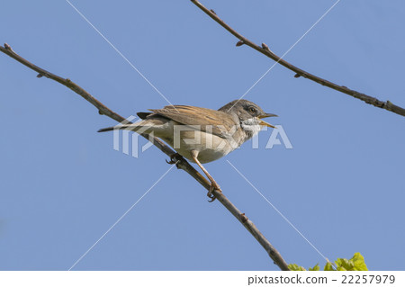 Whitethroat Bird Singing Whitethroat Bird Singing 22257979