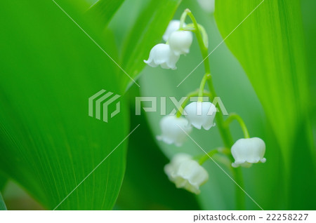Suzuran Flower 22258227