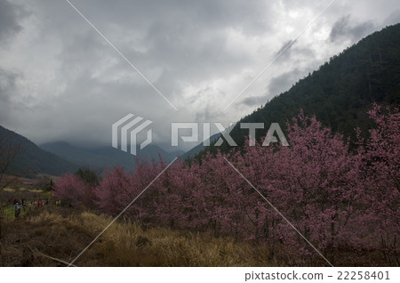 武陵農場櫻花綻放 22258401