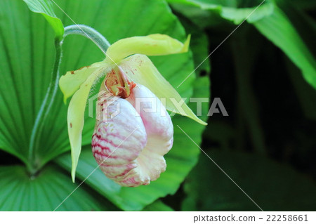 Bear flowers Bear flowers 22258661