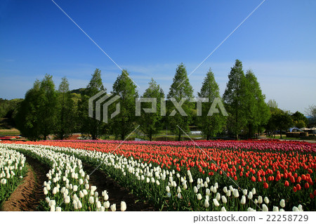 尖端領域218 尖端領域218 22258729