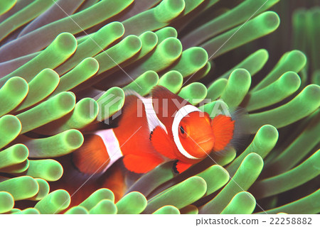 小丑anemonefish 小丑anemonefish 22258882