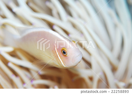 Hanabira銀蓮花魚 22258893