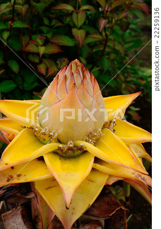 開花的獅子花蓮花 開花的獅子花蓮花 22259136