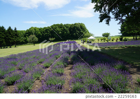 薰衣草田 薰衣草田 22259163