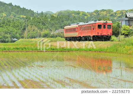 Kiha running in the rice field of Kotani 22259273
