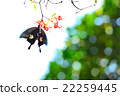 Butterfly and fresh green 22259445